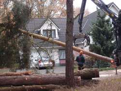 Rooien van bomen in Goirle